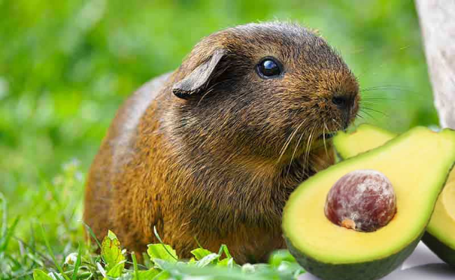 Avocado guinea pig food list