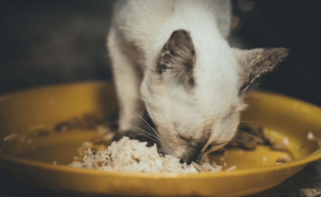 Chicken And Rice Foods for cats