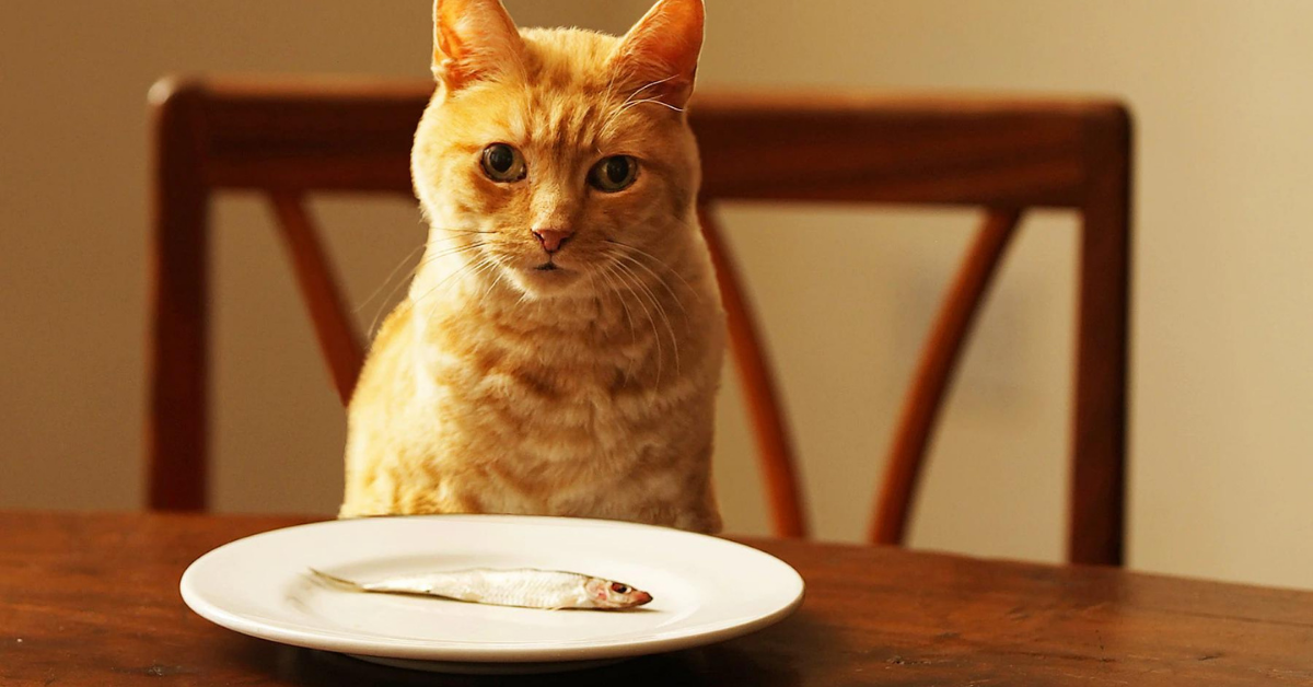 Featured Foods for cats