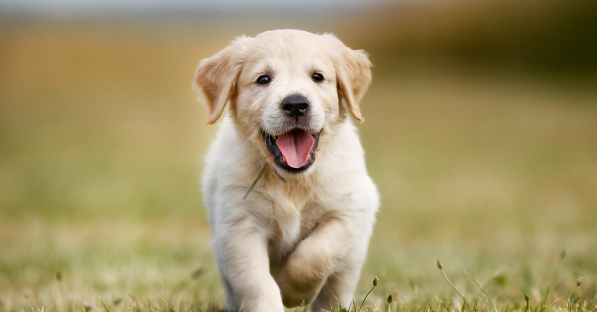 Featured potty training tips for puppy