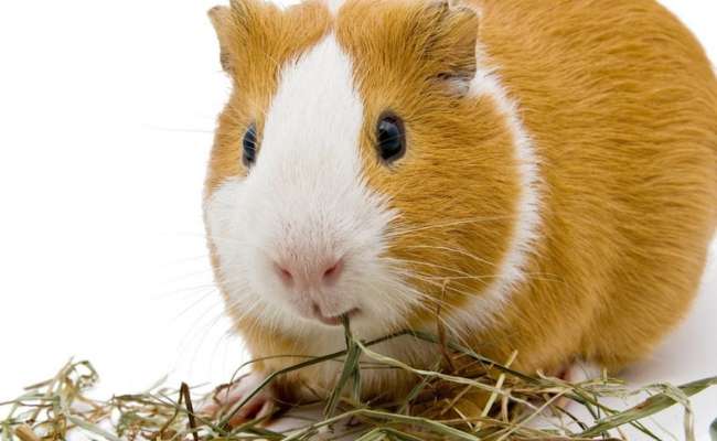 Hay guinea pig food list