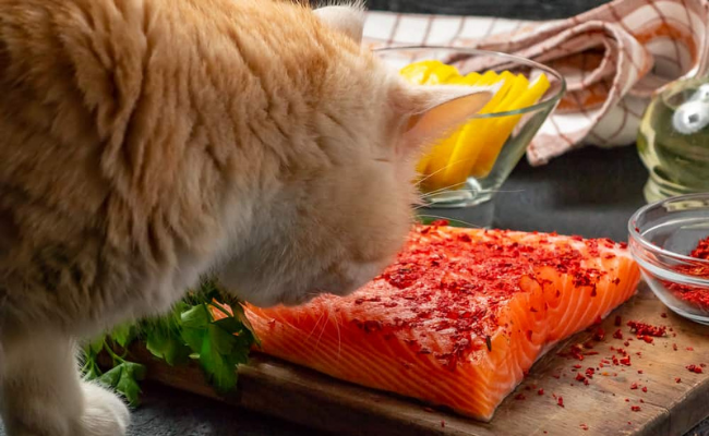 Salmon Foods for cats