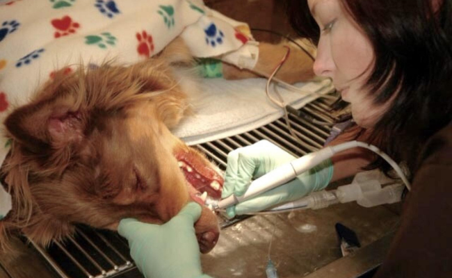Anesthesia Dog 