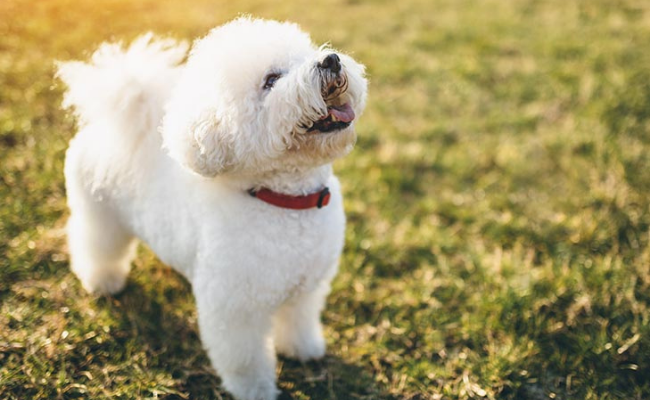 bichon frise dogs for first time owners