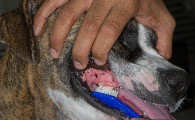 Brush Dog Dental Cleaning