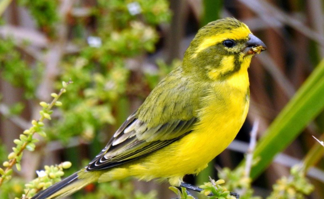 canary best pet birds