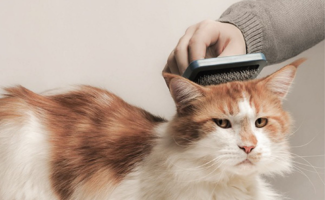 how to groom a cat at home