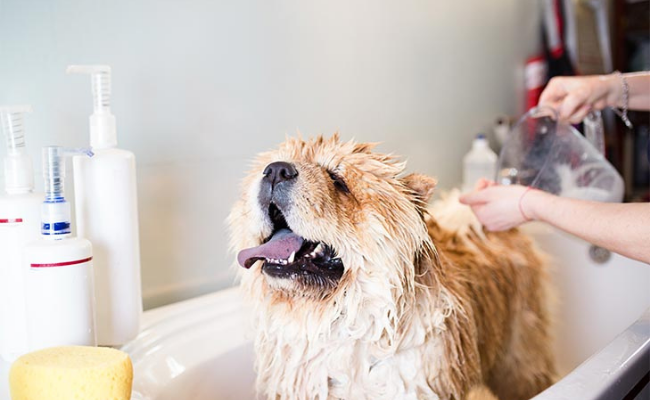 Bathing all about dogs grooming