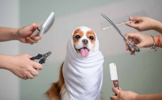 how to groom your dog at home