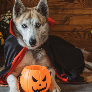 Featured Dog Costumes for halloween