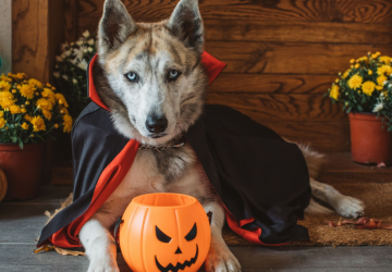 Featured Dog Costumes for halloween