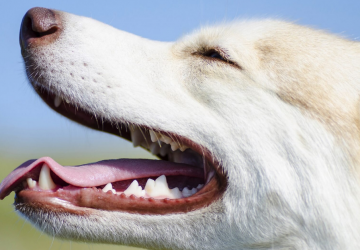 Featured Dog Dental Cleaning