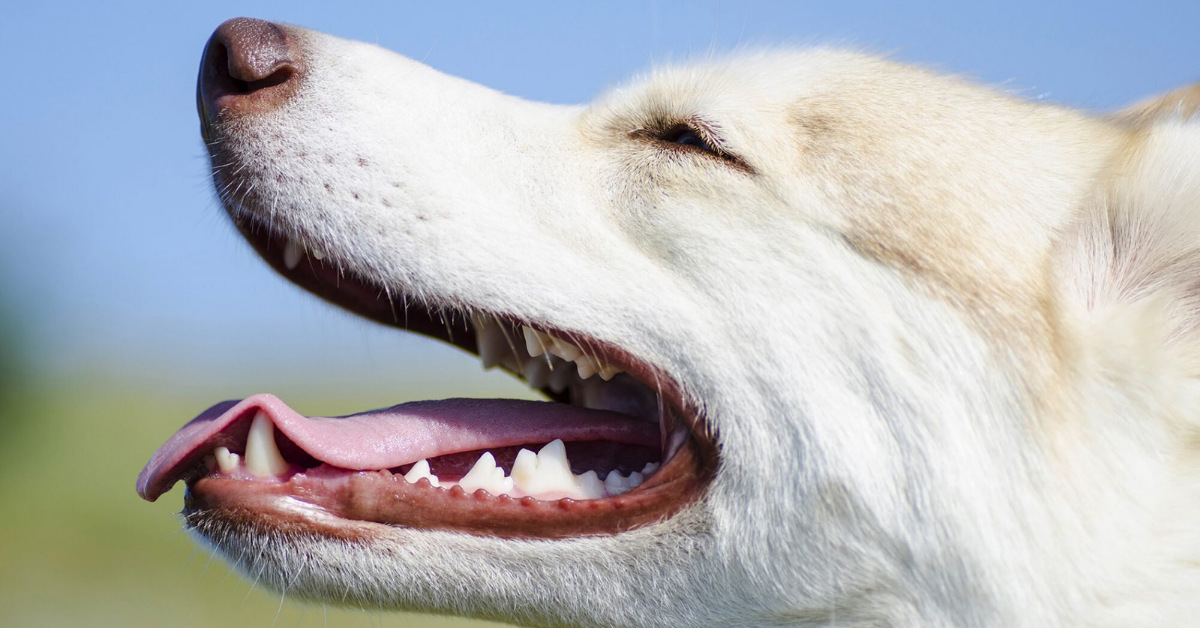 Featured Dog Dental Cleaning