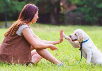 Featured Dog Training tips