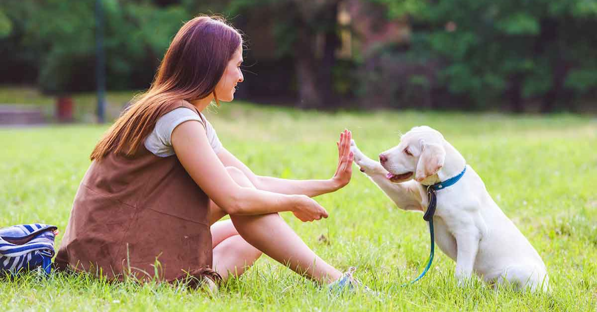 Featured Dog Training tips