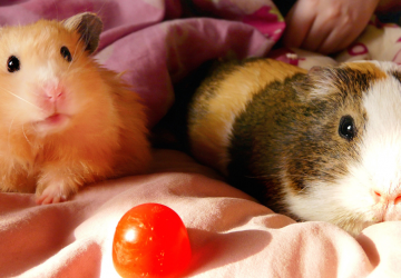 Featured Guinea Pig vs Hamster