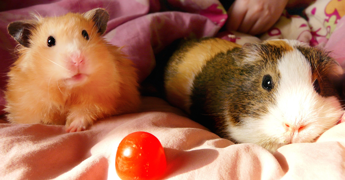 Featured Guinea Pig vs Hamster