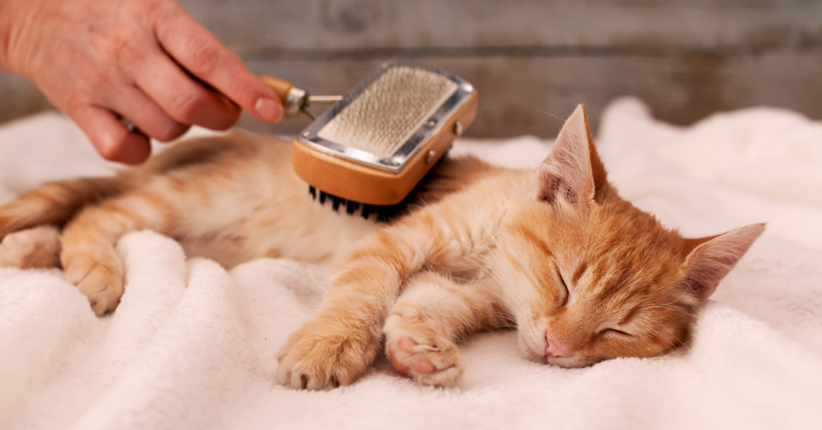 Featured how to groom a cat at home