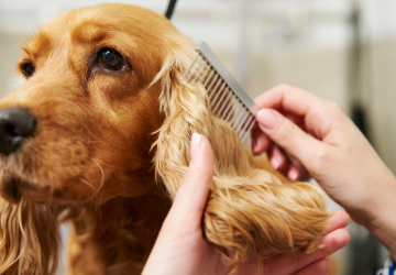 Featured how to groom your dog at home