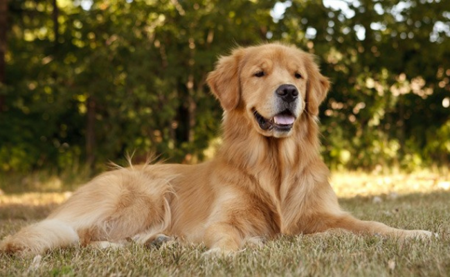 Golden retriever dogs for first time owners