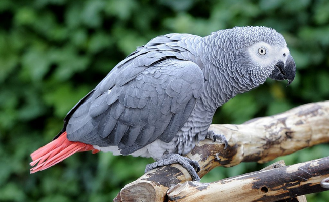 Grey Parrots best pet birds