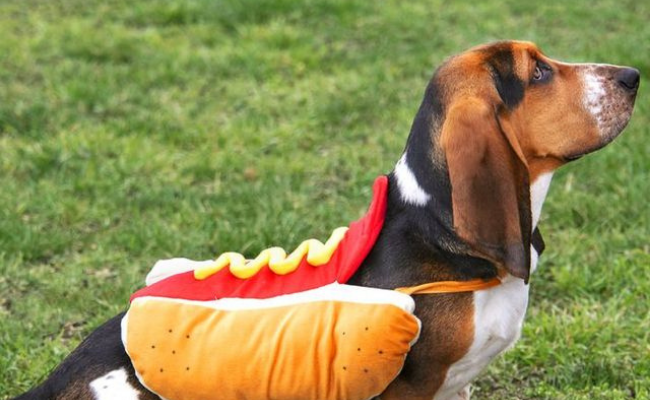 hotdog dog costume