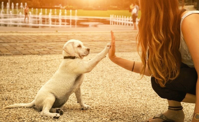 How To Train Dog Training tips