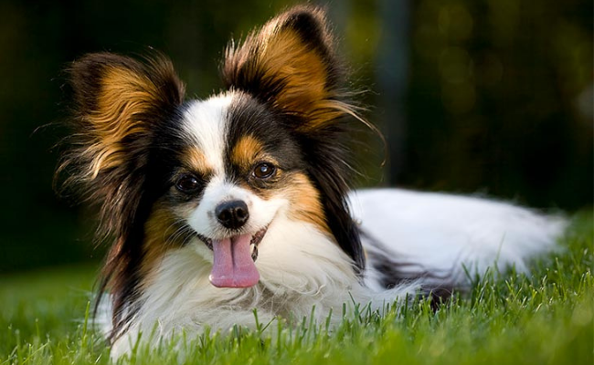 Papillon dogs for first time owners