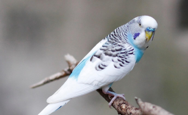 Parakeets best pet birds