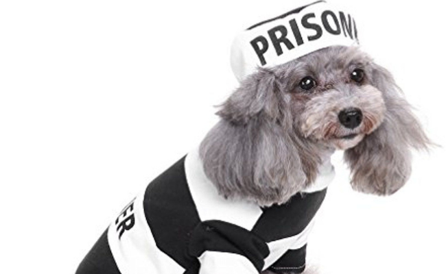 Prisoner Dog Costumes for halloween