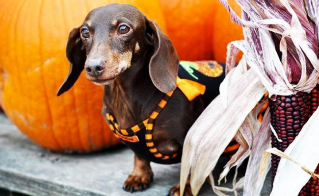 Pumpkin halloween safety tips for pets