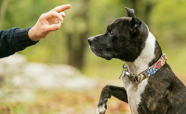 Treats Dog Training tips