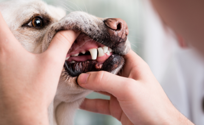 Vet Dog Dental Cleaning
