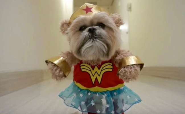 Wonder Woman Dog Costumes for halloween