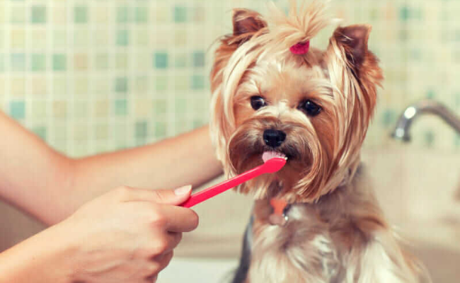 Brushing Teeth all about dogs grooming