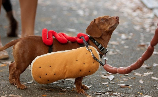Costumes halloween safety tips for pets