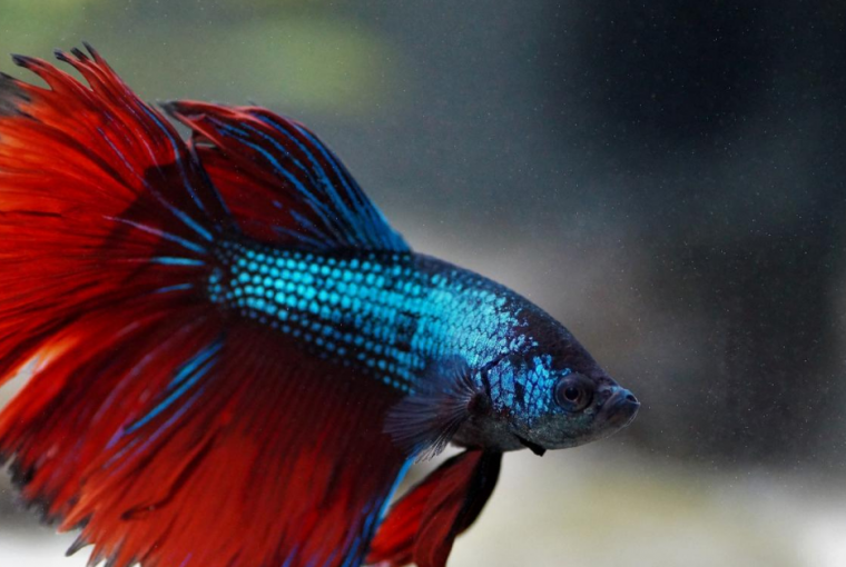 featured best pet fish for kids