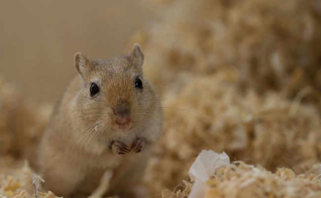 gerbil best small pets for kids