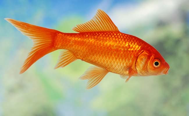 goldfish best pet fish for kids