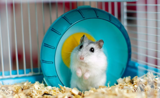 hamsters best small pets for kids