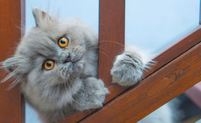 Persian best cat breeds