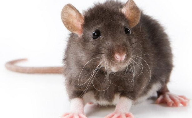 rats best small pets for kids