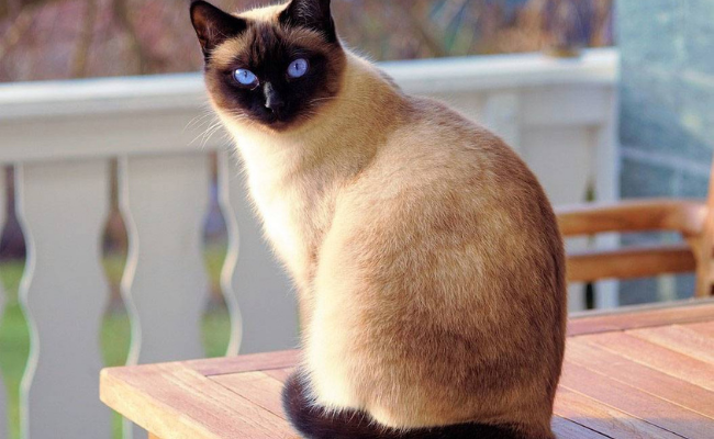 Siamese best cat breeds