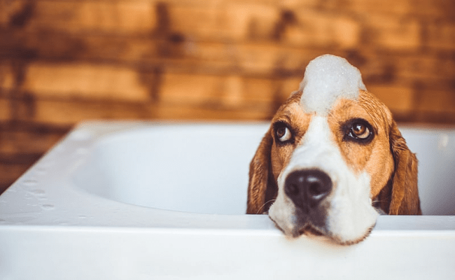 Bath Tips For Cutting Dog Nails