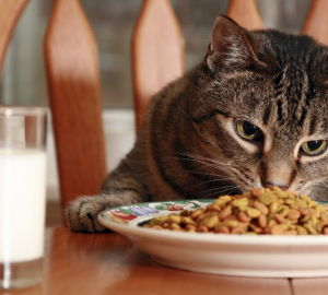 Featured Best Dry Cat Food