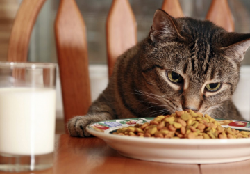 Featured Best Dry Cat Food