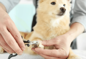 Featured Tips For Cutting Dog Nails