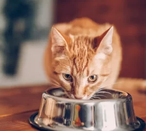 Featured best wet cat food