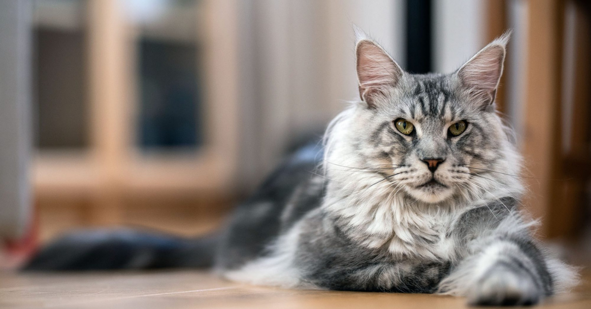 Featured first time cat owner breeds