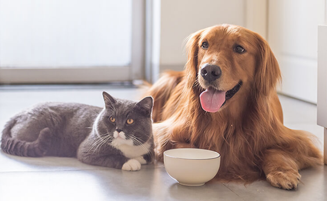 Healthy Food adopt a pet